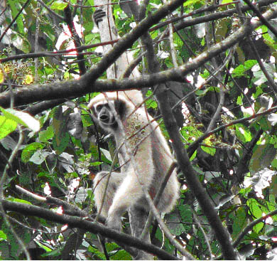 Eastern Hoolock Gibbon
